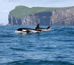 Two killer whales break the surface (C) Icelandic Orca Project